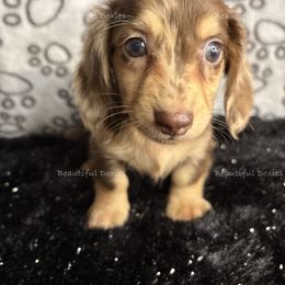 Patrick Star - Dapple male Dachshund puppy in Washington from Beautiful Doxies