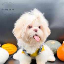 Emzay - White male Shih Tzu puppy in League City, Texas from Divine Pups