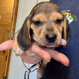 Frodo - Black and tan male Beagle puppy in Viper, Kentucky from Mountain Top