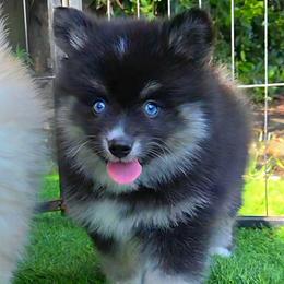 Oakley - Black and white female Pomsky puppy in La/Oc, California from SoCal Pomskies LLC