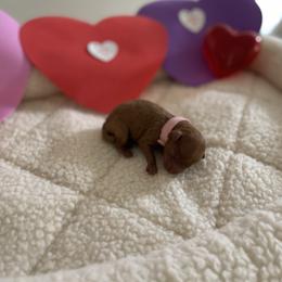 Girl 3 - Red  female Poodle puppy in Bakersfield, California from Pups and Paws Toy Poodles