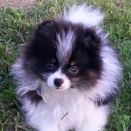 Pomeranians from YKnot Pomeranians