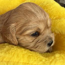 Vega - Ruby female Cavachon puppy in Springfield, Massachusetts from Caraid Cavachons