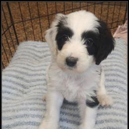 Chunk - Black and white male Sheepadoodle puppy in Farley, Iowa from Iowa's Doodle Co.