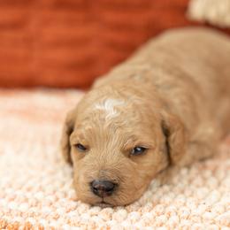 Cockapoo Puppies from Firm Foundation Cockapoos