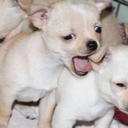 Chihuahuas from Blue Moon Chihuahuas