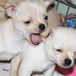 Chihuahuas from Blue Moon Chihuahuas