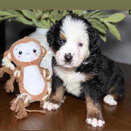 Dodger - Tri-color male Bernese Mountain Dog puppy in Yuciapa, California from AlltheDoodlez_