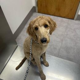 Poppy - Apricot female Goldendoodle puppy in Deville, Louisiana from Milley’s Poodles and Doodles