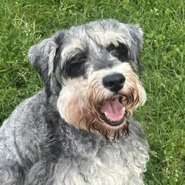 Rylee - Miniature Schnauzer