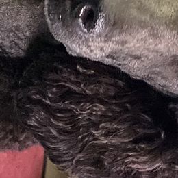 Diva - Poodle
