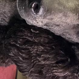 Diva - Poodle