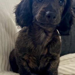 Chloe - Brindle female Dachshund puppy in Weldona, Colorado from JV’s Dachshunds & Creams