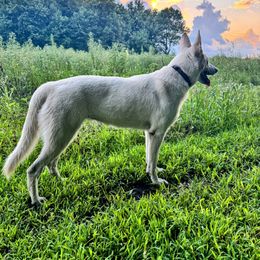 Jackie O! - German Shepherd