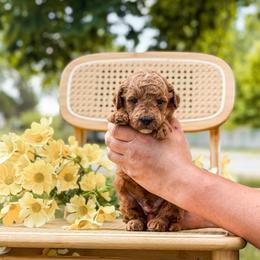 Black collar f 1 bb - Apricot male Goldendoodle puppy in Spokane, Washington from Beloved_doodles_WA
