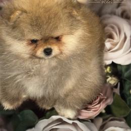 Peaches - Cream sable male Pomeranian puppy in North Port, Florida from POMRITA POM’S