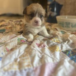 Bandita - Sable female Pembroke Welsh Corgi puppy in Huntington, Texas from Flower Hill Farm