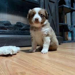 Casey - Red merle female Miniature American Shepherd puppy in Terryville, Connecticut from Spirited Aussies
