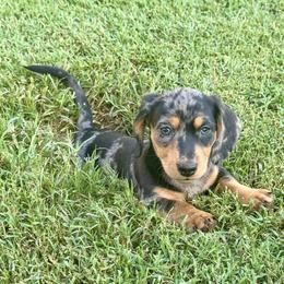 Rhett - Dachshund