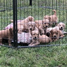 Goldendoodle Puppies from Peaceful Acres Doodles
