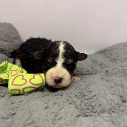 Female 5 - Tri-color female Bernedoodle puppy in Wytheville, Virginia from Pine Brook Pups