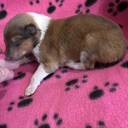 Girl 4 - Sable and white female Collie puppy in Bad Axe, Michigan from Collie Campo