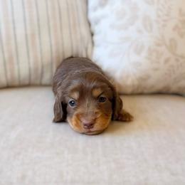 Nico - Chocolate and tan male Dachshund puppy in Cape Coral, Florida from Dear Dachshunds