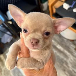 Smoke 4,100 - Silver and white male Chihuahua puppy in Summerfield, Florida from Uey’s Chihuahuas
