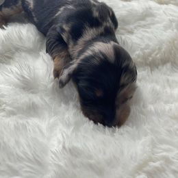 Dachshund Puppies from Hart Dachshunds