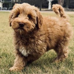 Maroon Boy - Caramel red male Australian Labradoodle puppy in West Union, South Carolina from Golden Corner Labradoodles, LLC