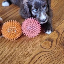 Rosy - Sable female Bordoodle puppy in New Oxford, Pennsylvania from The Weekend Farm