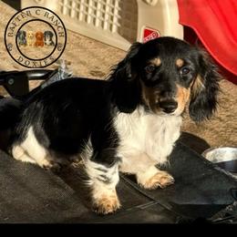 Ethel - Dachshund