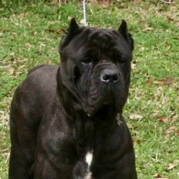 Pepper - Cane Corso