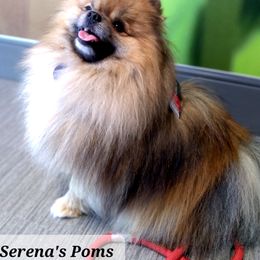 Ward - Pomeranian