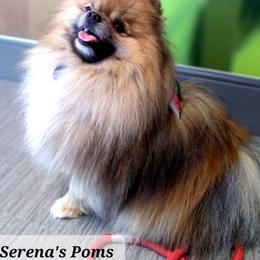 Ward - Pomeranian
