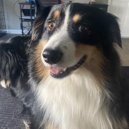 Australian Shepherd puppies from Webb Farm Aussies