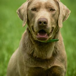 Dilute Retriever All Grown Up from Roaming Lab Farms