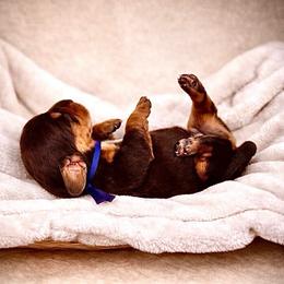 Blue - Chocolate and tan male Dachshund puppy in Crandall, Texas from The Weenie Hut LLC