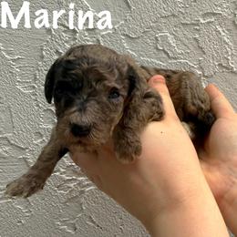 Marina - Merle female Goldendoodle puppy in Atlantic Beach, Florida from Glamorous Golden Doodles