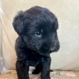 Girl 2 - Black female Giant Schnauzer puppy in Sedalia, Missouri from Valour's Giants