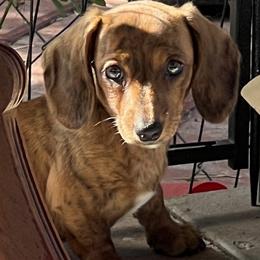 Bubba - Brindle male Dachshund puppy in Brooksville, Florida from Ween Acres