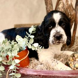 Brown boy - White and black male English Springer Spaniel puppy in Cleburne, Texas from Powers English Springer Spaniels
