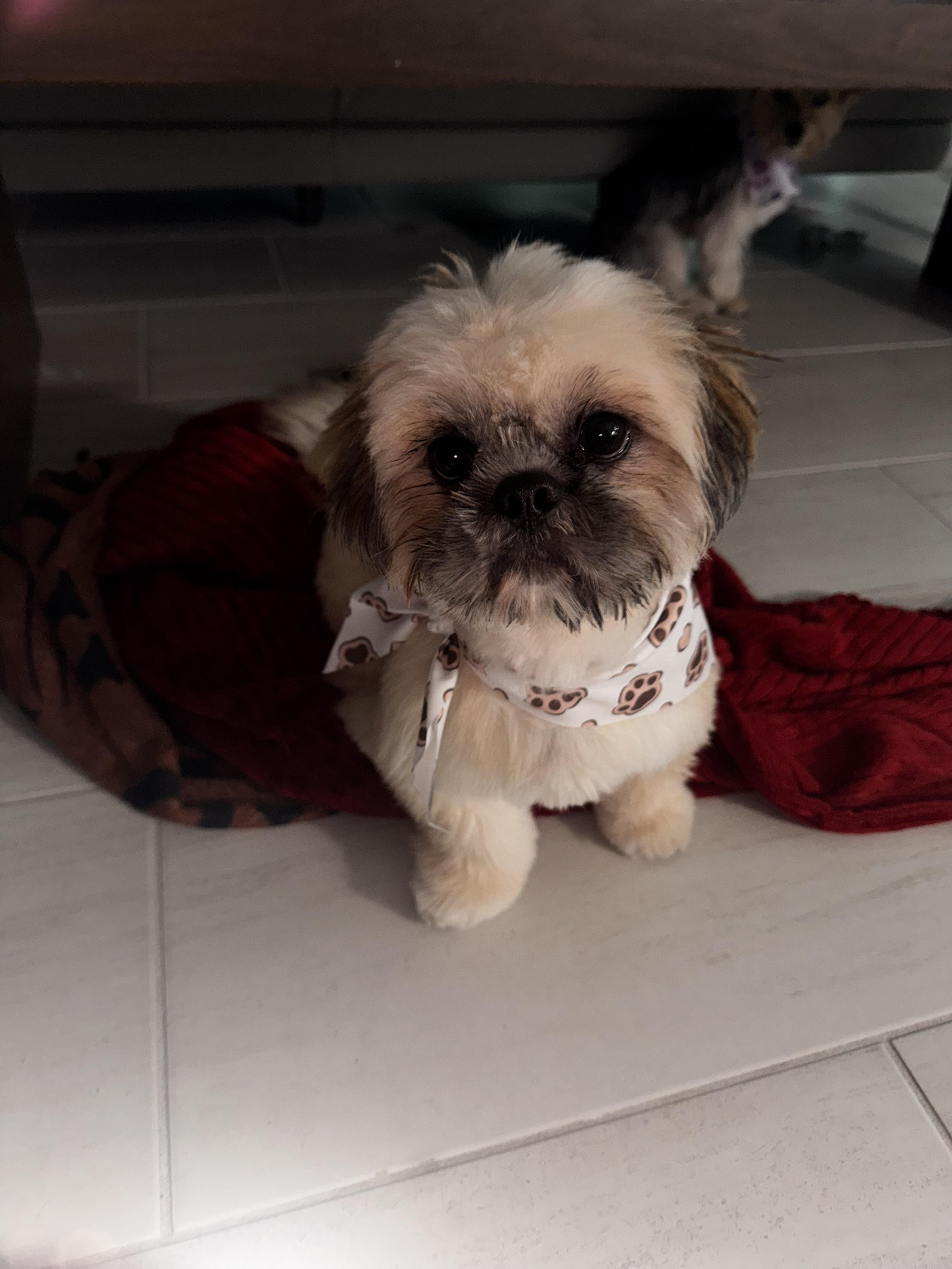 Yoda