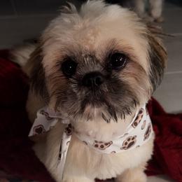 Yoda - Shih Tzu