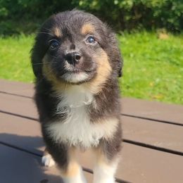 Aragorn - Black & white male Miniature Australian Shepherd puppy in Sunbury, Pennsylvania from Elemental Mini Aussies