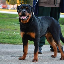 Rottweilers from BelovedK9 Rottweilers