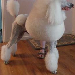 Poodle Puppies from Lacy Lane Poodles