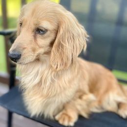 Dachshund and Miniature Schnauzer Puppies from The Bossy Doxie Farm