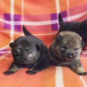 Hokkaido Puppies from Kaiju Kennels