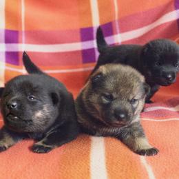 Hokkaido Puppies from Kaiju Kennels